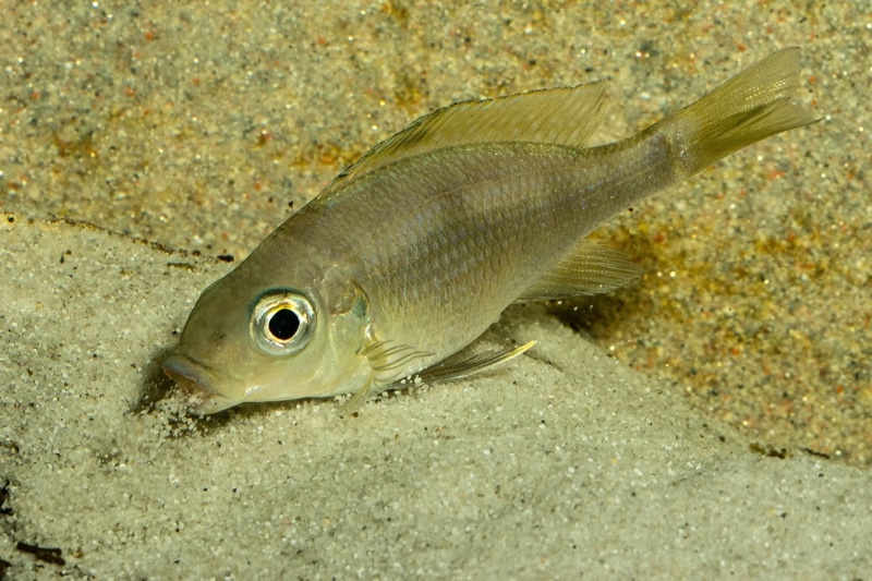 Cunningtonia longiventralis 'Ulwile Island'